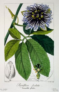 Passiflora pedata, czyli Passiflora, 1836 (ręcznie barwiony grawerunek)